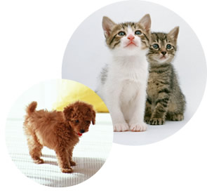 �����a�@�J�ƌ�����